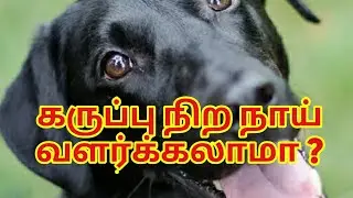 கருப்பு நிற நாய் வளர்க்கலாமா ? | black dog