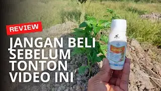 RUMPAS!!! Herbisida Selektif Ampuh Untuk Atasi Gulma Pada Tanaman Cabai.