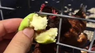 Chickens eating fig