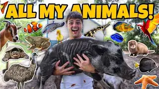 ALL My ANIMALS on My PROPERTY in ONE Video!! (update)