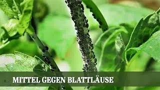 Blattl&auml;use - Was tun gegen die l&auml;stigen Sch&auml;dlinge?