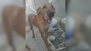 Stray island dog saved by local woman now heading to Colorado