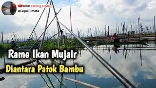Cuaca Extreme‼️Ikan Mulai Kacau/Mancing Rawa Pening Terbaru.#FU-355