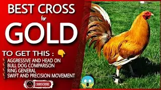 Some of the great combination of this Gold chicken.
