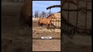 Cat vs horse funny videos😂😁#cat #catfunny #animalshorts #dog #horse #animalsfunny #catshorts #shorts