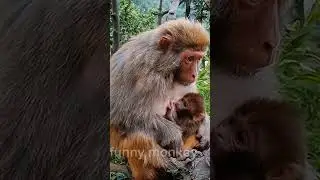 #familymonkey #babymonkey #adorablemonkey #babymonky #rescuemonkey #funny #babylovermonkey