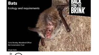 Bats! - Ancients of the Future cross-taxa management