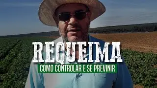 REQUEIMA - COMO CONTROLAR E SE PREVENIR