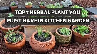 Top 7 Herbal Plant you must have in Kitchen Garden
