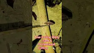 Tree Cutting Work | Safe & Professional Cutting#TreeCutting#TreeWork#WoodCutting#ForestWork#nature