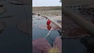Amazing fishing 🎣 #village #facbook #viralvideos #peace #explorepage #fishing