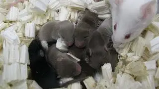 Mouse breeding born of sperm: stored on the International Space Station for 9 months.