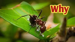 What a pity for this ant | See More World | 4k | Ants Macro Video