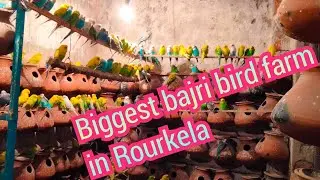 Rourkela biggest bajri bird farm tour & breeding progress check 🐦🦜....