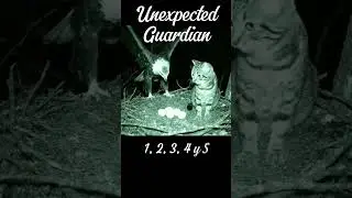Cat Saves Bird Eggs From Danger!