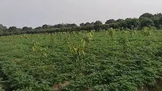 My village natural beauty