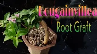 Bougainvillea Root Grafting
