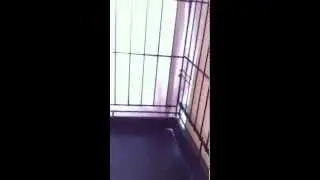 Kittens from back yard in South L.A. Need Your Help!