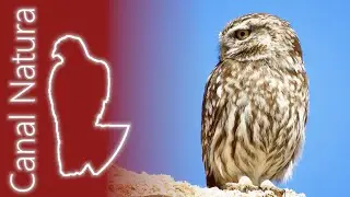Mochuelo europeo (Athene noctua) Little Owl 4K
