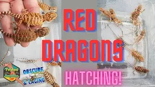 Baby Red Dragons Hatching