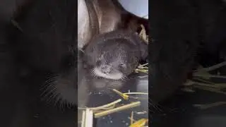 North American River Otter Pups