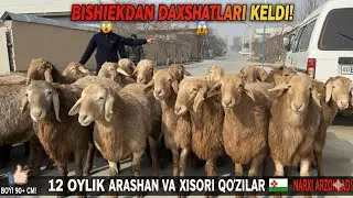 🇰🇬BISHKEKDAN DAXSHATLARI KELDI! 😱 12 OYLIK ARASHAN VA XISORI QO'ZILAR 🔥