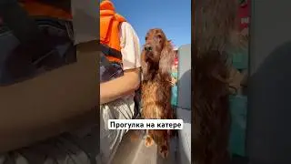 Самый лучший день The #best day ever El #mejor #d&iacute;a #сеттер #irishsetter #SalutBoat #realcraft