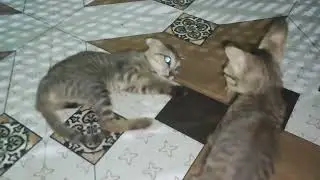 Cat fight || cat sound || cat sound to attract cats