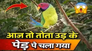 आज तो तोता उड़ गया #parrot #vlog #parrotsounds 