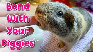 Create A BETTER Bond With Your Guinea Pigs!
