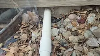 Stopping Future Rodent Problems