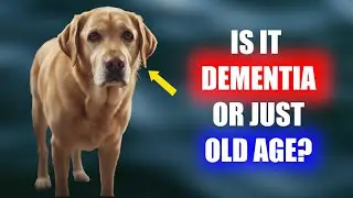 How To Spot Dementia In Older Dogs Fast