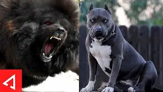 10 Most Terrifying Dog Breeds In The World