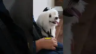 Dogs can count?! (Sort of!) 🐶📊