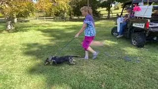 Teaching a dog to track human scent 2