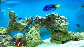 Saltwater Aquarium 8