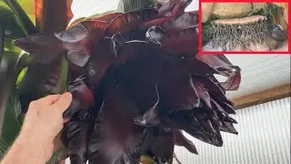 Banan ensete ventricosum maurelli zakwitł .