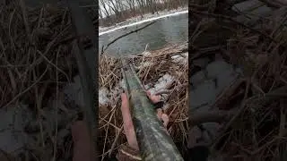 Geese Hunting WITHOUT Decoys!