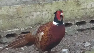 Nice beautiful full action video peasant, golden silver and more beautiful bird