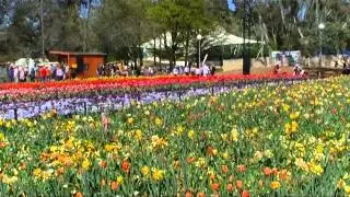 Spring in Canberra