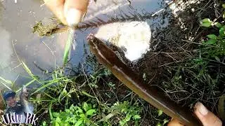 Mancing belut di kanal sawit