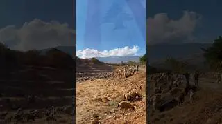 Fairuz |  فيروز | Jdita, Lebanon 🇱🇧