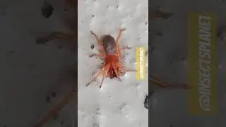 Meet the Fascinating Woodlouse Spider!#WoodlouseSpider #ArachnidAdventure #SpiderDiscovery