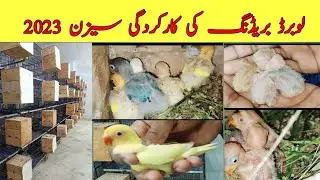 Lovebird Breeding Progress Season 2023 | Munzir Khan Love birds avairy Multan #lovebird