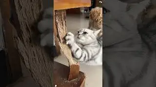 The destructive power of cat claws 🤣🤣🤣#cat #cats #funny #funnyvideo #funnyvideos #pet #pets