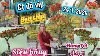 Hoa kiểng xuyên võ hàng tết nhiều loại vip đẹp, siêu bông giá rẻ, bao ship