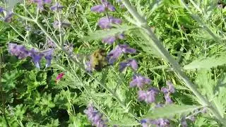 Russian Sage, Kitchener, Ontario - clip 1205