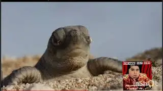 A turtles journey, narrated by Screaming Chuy