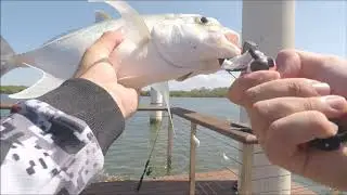Gold Coast Land Based Fishing Ep1 - Screaming Drag on Live Bait.