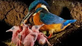 kingfisher feeding some special food to chicks #kingfishers #kingfishersound